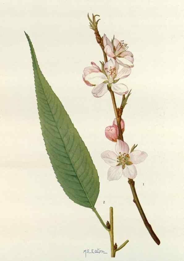 Reproducción/Reproduction 29940644061: Addisonia :. New York :New York Botanical Garden,1916-[1964].