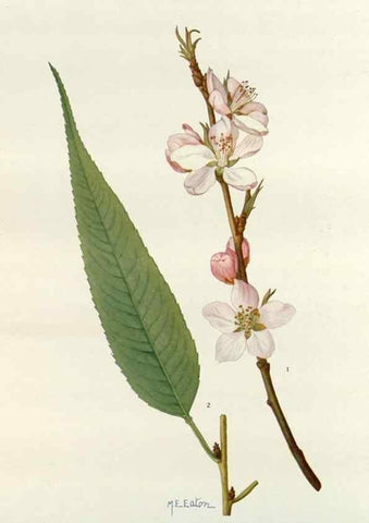 Reproducción/Reproduction 29940644061: Addisonia :. New York :New York Botanical Garden,1916-[1964].