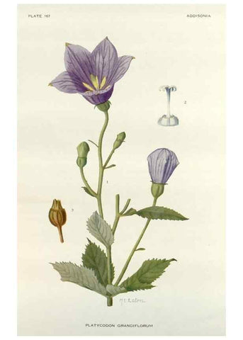 Reproducción/Reproduction 29940655331: Addisonia :. New York :New York Botanical Garden,1916-[1964].