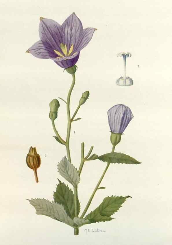 Reproducción/Reproduction 29940655331: Addisonia :. New York :New York Botanical Garden,1916-[1964].