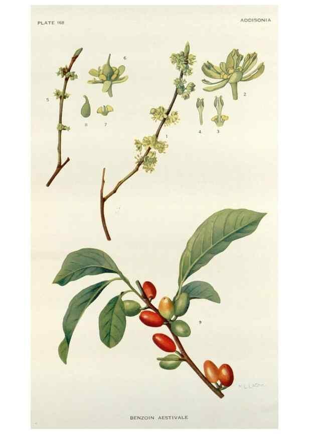 Reproducción/Reproduction 29940661441: Addisonia :. New York :New York Botanical Garden,1916-[1964].