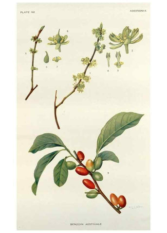 Reproducción/Reproduction 29940661441: Addisonia :. New York :New York Botanical Garden,1916-[1964].