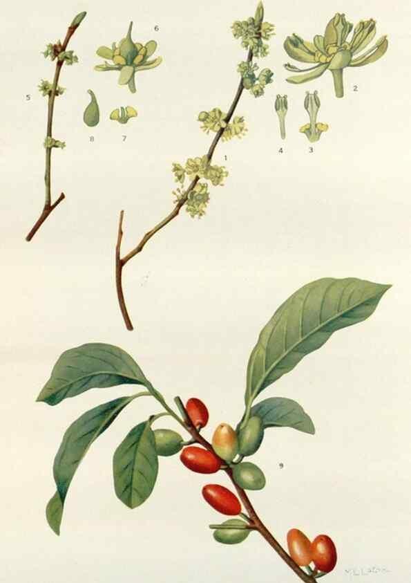 Reproducción/Reproduction 29940661441: Addisonia :. New York :New York Botanical Garden,1916-[1964].