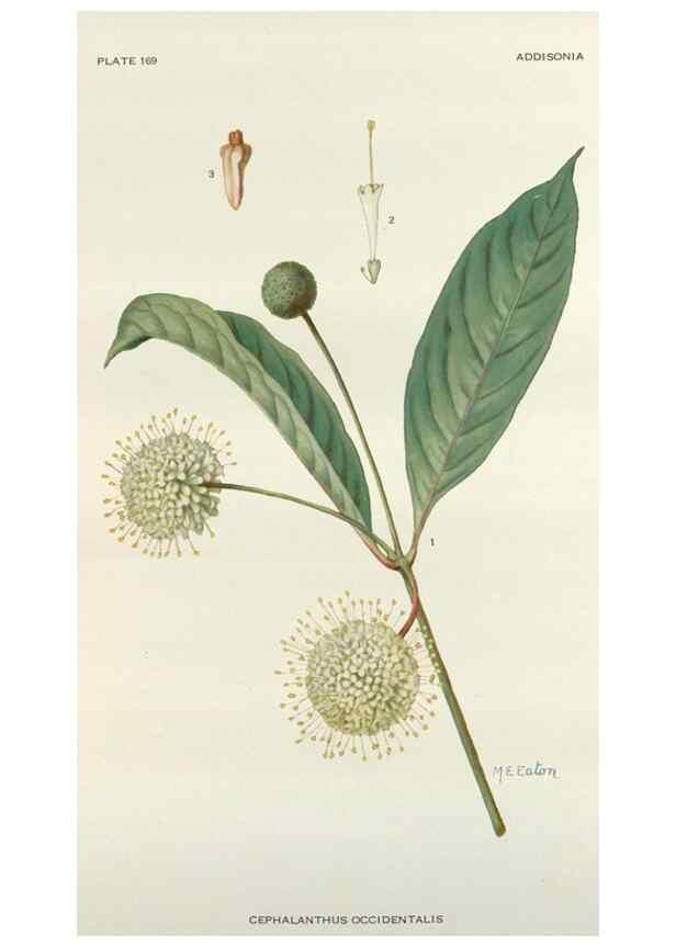 Reproducción/Reproduction 29940666701: Addisonia :. New York :New York Botanical Garden,1916-[1964].