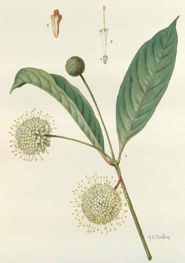 Reproducción/Reproduction 29940666701: Addisonia :. New York :New York Botanical Garden,1916-[1964].