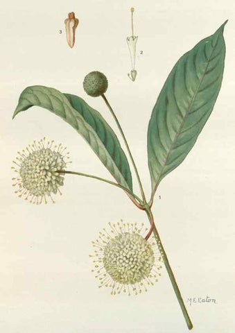 Reproducción/Reproduction 29940666701: Addisonia :. New York :New York Botanical Garden,1916-[1964].