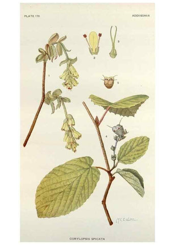 Reproducción/Reproduction 29940671951: Addisonia :. New York :New York Botanical Garden,1916-[1964].