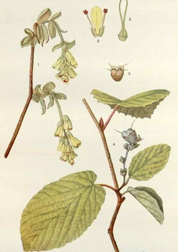 Reproducción/Reproduction 29940671951: Addisonia :. New York :New York Botanical Garden,1916-[1964].