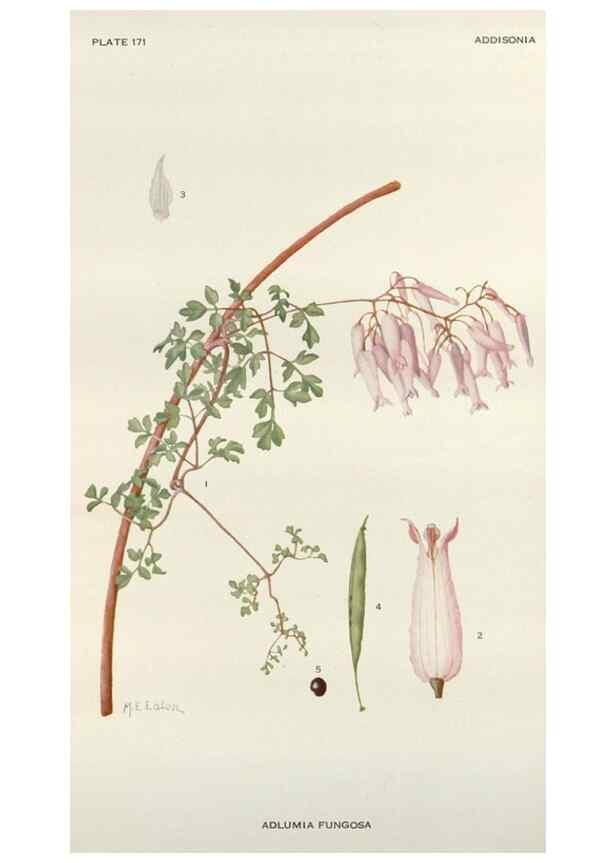 Reproducción/Reproduction 29940677051: Addisonia :. New York :New York Botanical Garden,1916-[1964].