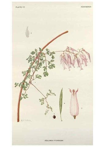 Reproducción/Reproduction 29940677051: Addisonia :. New York :New York Botanical Garden,1916-[1964].