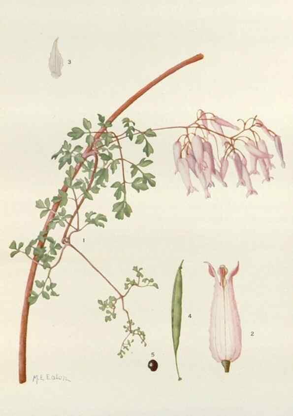 Reproducción/Reproduction 29940677051: Addisonia :. New York :New York Botanical Garden,1916-[1964].