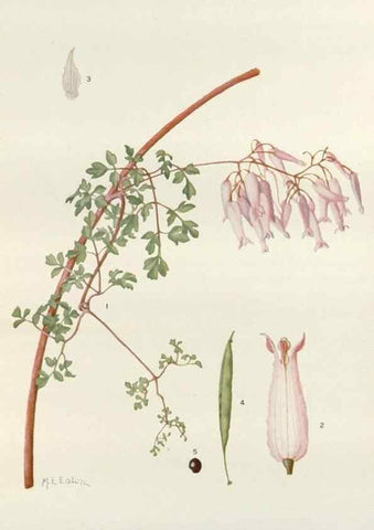 Reproducción/Reproduction 29940677051: Addisonia :. New York :New York Botanical Garden,1916-[1964].