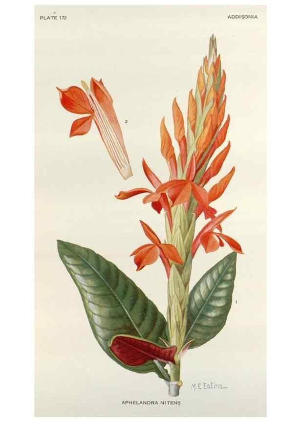 Reproducción/Reproduction 30024101415: Addisonia :. New York :New York Botanical Garden,1916-[1964].