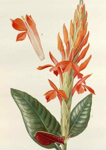 Reproducción/Reproduction 30024101415: Addisonia :. New York :New York Botanical Garden,1916-[1964].