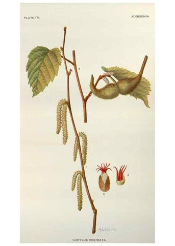 Reproducción/Reproduction 29940688611: Addisonia :. New York :New York Botanical Garden,1916-[1964].