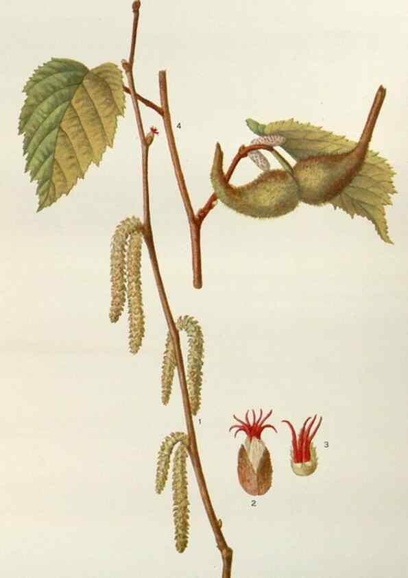Reproducción/Reproduction 29940688611: Addisonia :. New York :New York Botanical Garden,1916-[1964].