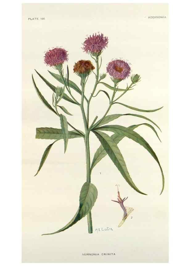 Reproducción/Reproduction 29940649511: Addisonia :. New York :New York Botanical Garden,1916-[1964].