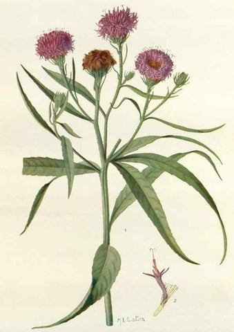 Reproducción/Reproduction 29940649511: Addisonia :. New York :New York Botanical Garden,1916-[1964].