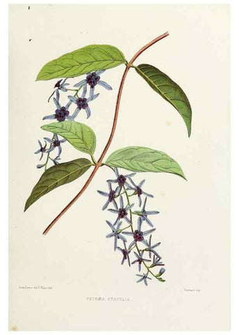 Reproducción/Reproduction 29695087700: Familiar Indian flowers :. Bombay :Published for the author by L. Reeve and Co. ;[1878]