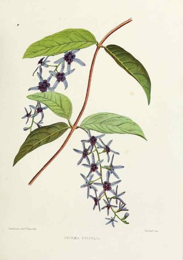 Reproducción/Reproduction 29695087700: Familiar Indian flowers :. Bombay :Published for the author by L. Reeve and Co. ;[1878]