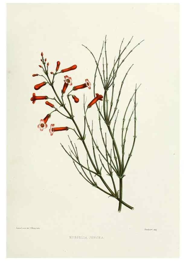 Reproducción/Reproduction 29361286584: Familiar Indian flowers :. Bombay :Published for the author by L. Reeve and Co. ;[1878]