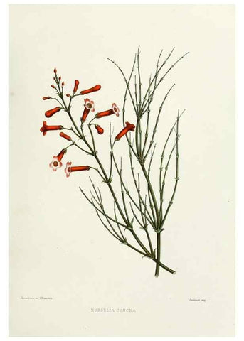 Reproducción/Reproduction 29361286584: Familiar Indian flowers :. Bombay :Published for the author by L. Reeve and Co. ;[1878]