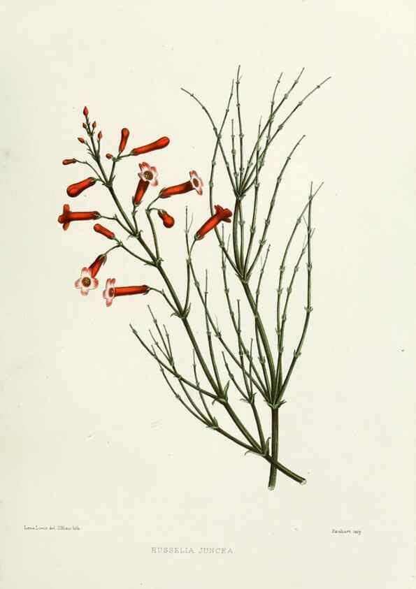 Reproducción/Reproduction 29361286584: Familiar Indian flowers :. Bombay :Published for the author by L. Reeve and Co. ;[1878]
