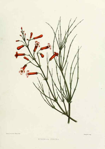 Reproducción/Reproduction 29361286584: Familiar Indian flowers :. Bombay :Published for the author by L. Reeve and Co. ;[1878]