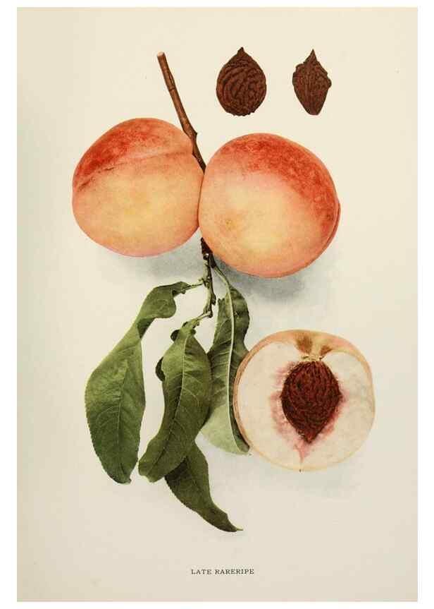 Reproducción/Reproduction 29725356192: The peaches of New York,. Albany,J. B. Lyon Company, printers,1917.