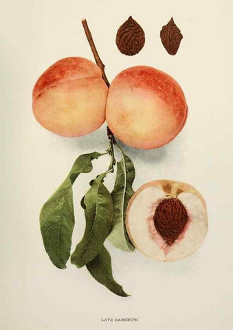 Reproducción/Reproduction 29725356192: The peaches of New York,. Albany,J. B. Lyon Company, printers,1917.