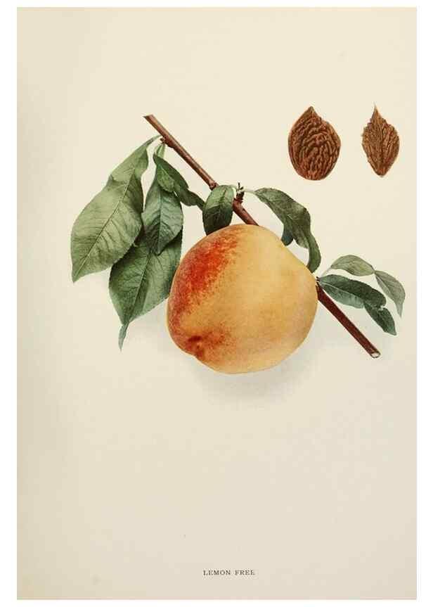 Reproducción/Reproduction 29211220504: The peaches of New York,. Albany,J. B. Lyon Company, printers,1917.