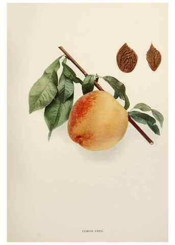 Reproducción/Reproduction 29211220504: The peaches of New York,. Albany,J. B. Lyon Company, printers,1917.