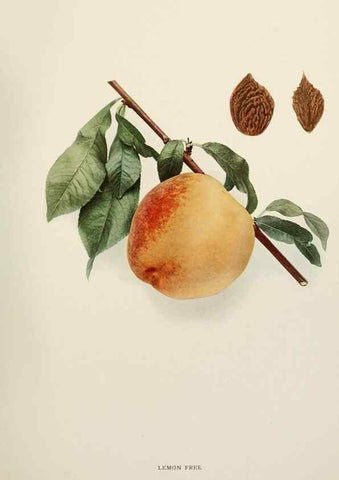 Reproducción/Reproduction 29211220504: The peaches of New York,. Albany,J. B. Lyon Company, printers,1917.