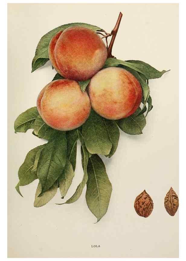 Reproducción/Reproduction 29211223534: The peaches of New York,. Albany,J. B. Lyon Company, printers,1917.