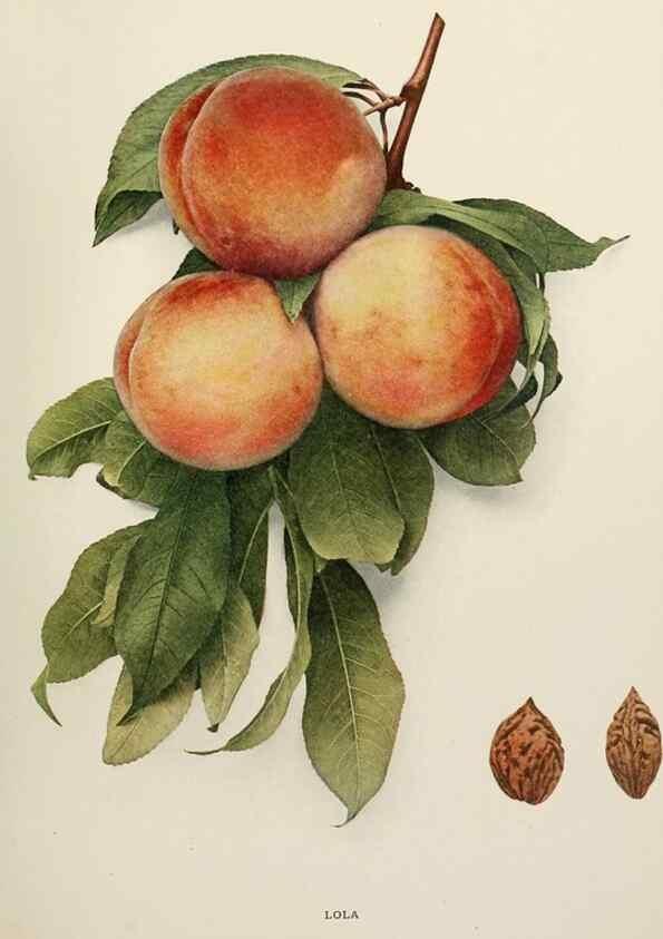 Reproducción/Reproduction 29211223534: The peaches of New York,. Albany,J. B. Lyon Company, printers,1917.