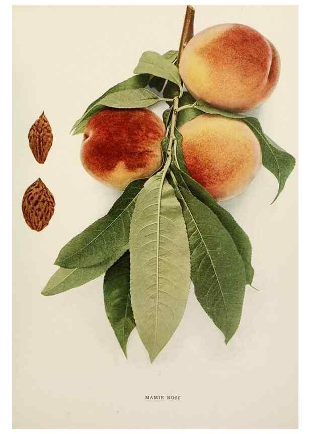 Reproducción/Reproduction 29212402673: The peaches of New York,. Albany,J. B. Lyon Company, printers,1917.