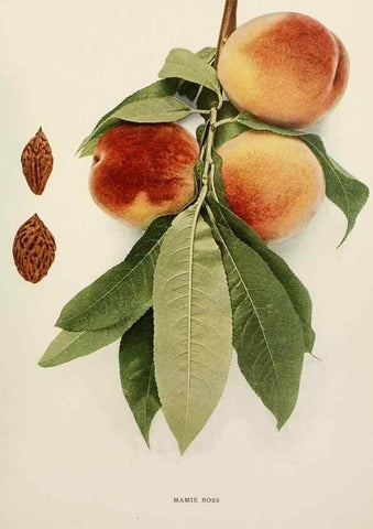 Reproducción/Reproduction 29212402673: The peaches of New York,. Albany,J. B. Lyon Company, printers,1917.