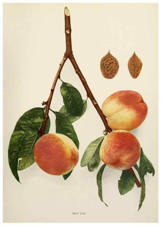 Reproducción/Reproduction 29755838331: The peaches of New York,. Albany,J. B. Lyon Company, printers,1917.