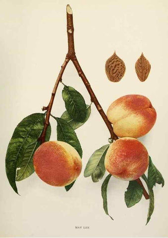 Reproducción/Reproduction 29755838331: The peaches of New York,. Albany,J. B. Lyon Company, printers,1917.