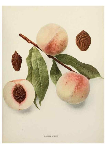 Reproducción/Reproduction 29755840721: The peaches of New York,. Albany,J. B. Lyon Company, printers,1917.