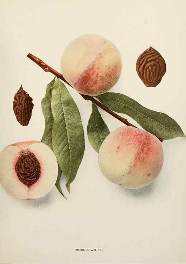 Reproducción/Reproduction 29755840721: The peaches of New York,. Albany,J. B. Lyon Company, printers,1917.