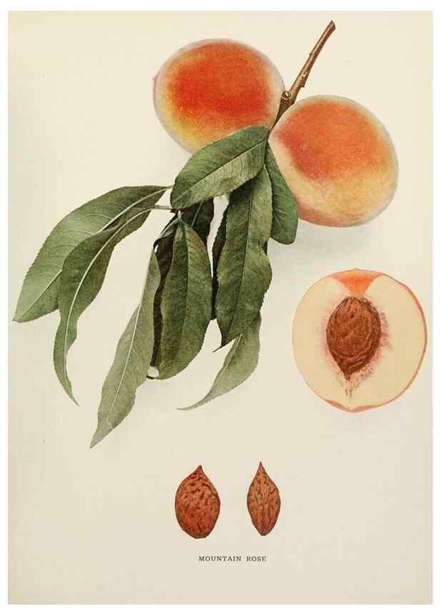 Reproducción/Reproduction 29545734780: The peaches of New York,. Albany,J. B. Lyon Company, printers,1917.