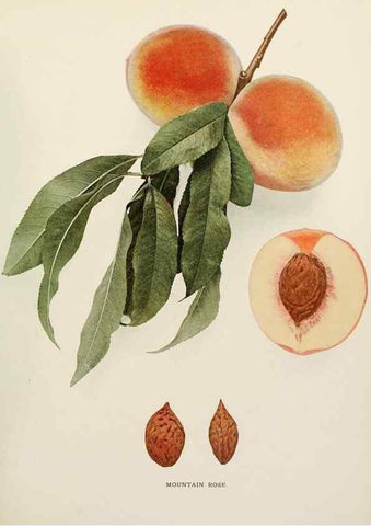 Reproducción/Reproduction 29545734780: The peaches of New York,. Albany,J. B. Lyon Company, printers,1917.