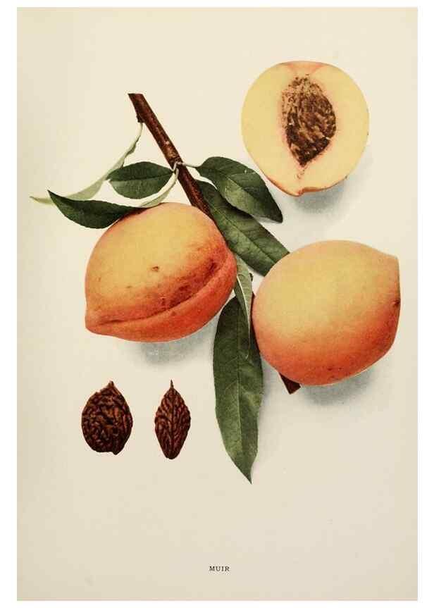 Reproducción/Reproduction 29838451155: The peaches of New York,. Albany,J. B. Lyon Company, printers,1917.