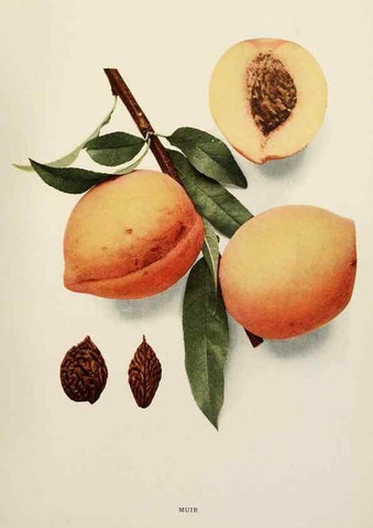 Reproducción/Reproduction 29838451155: The peaches of New York,. Albany,J. B. Lyon Company, printers,1917.