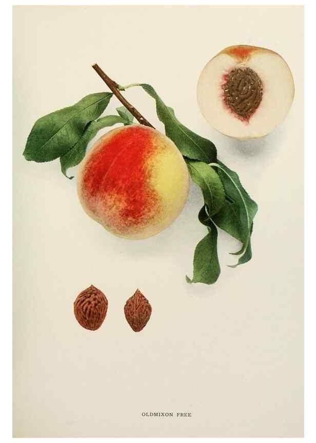 Reproducción/Reproduction 29212418093: The peaches of New York,. Albany,J. B. Lyon Company, printers,1917.