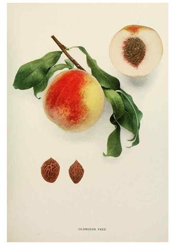 Reproducción/Reproduction 29212418093: The peaches of New York,. Albany,J. B. Lyon Company, printers,1917.