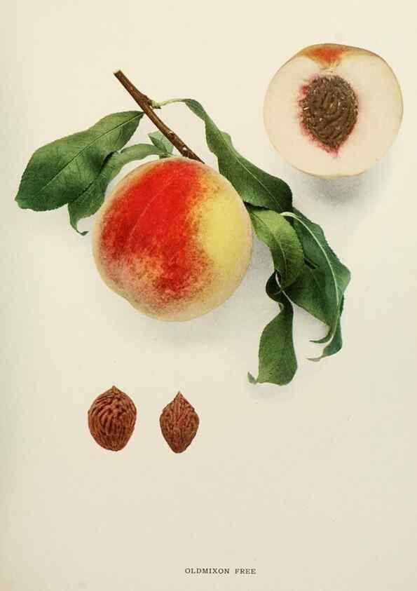 Reproducción/Reproduction 29212418093: The peaches of New York,. Albany,J. B. Lyon Company, printers,1917.
