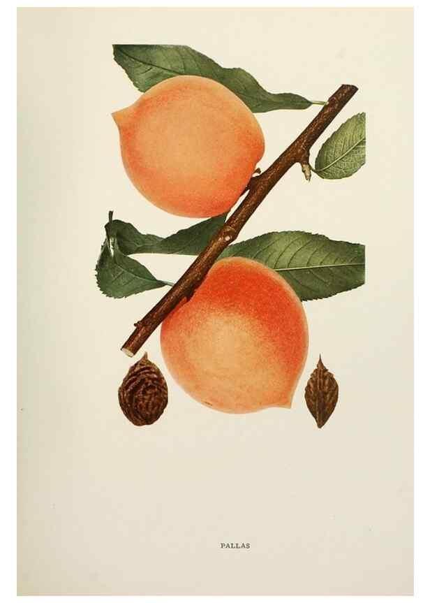 Reproducción/Reproduction 29211235804: The peaches of New York,. Albany,J. B. Lyon Company, printers,1917.