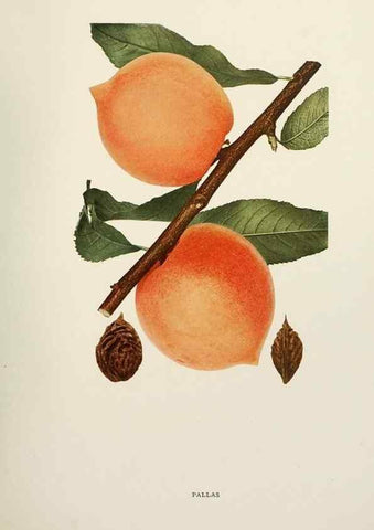 Reproducción/Reproduction 29211235804: The peaches of New York,. Albany,J. B. Lyon Company, printers,1917.